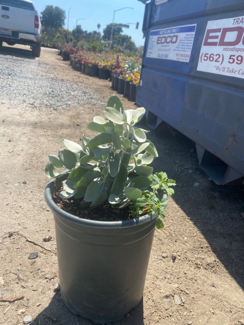 Photo for Kalanchoe bracteata (Silver Teaspoons)