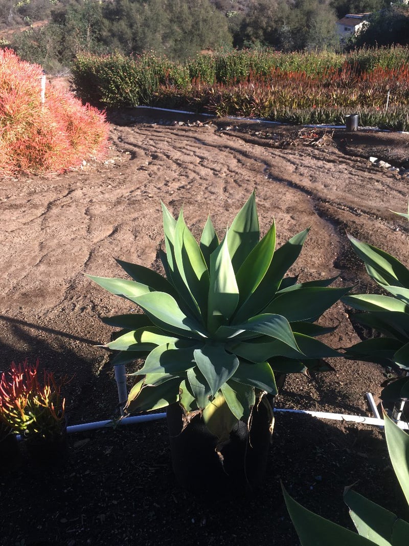 Photo for Agave attenuata 'Variegata' (Variegated Fox Tail Agave)
