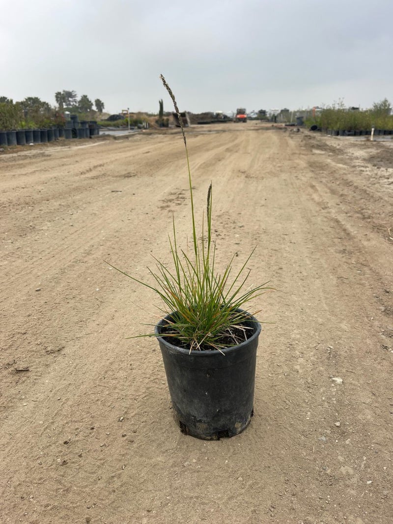 Photo for Sesleria ‘Greenlee' (John Greenlee's Moor Grass)