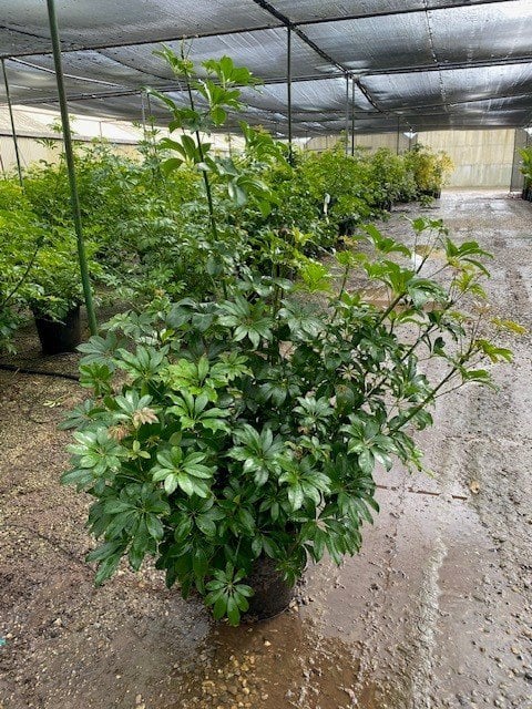 Photo for Schefflera arboricola 'Compacta', (Compacta Dwarf Umbrella Plant)