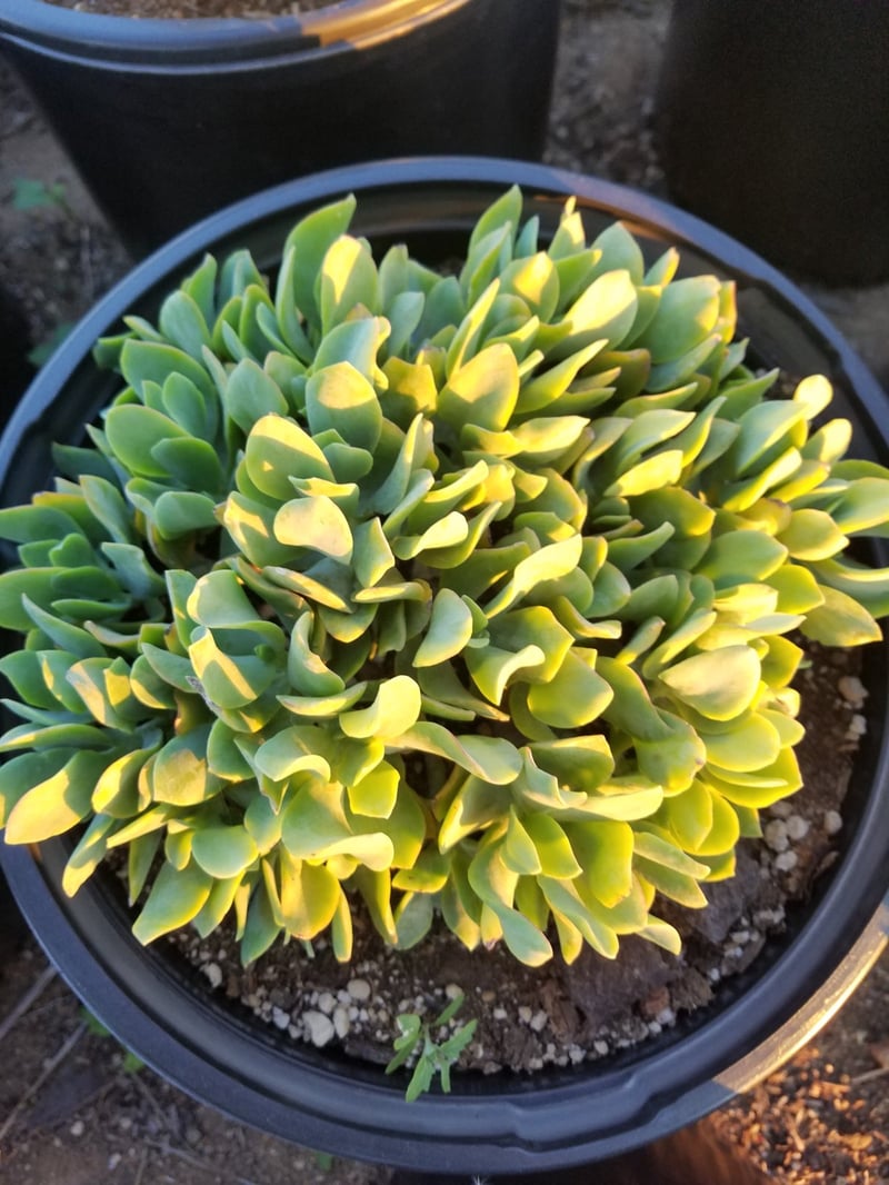 Photo for Crassula arborescens ssp. undulatifolia (Ripple Jade)