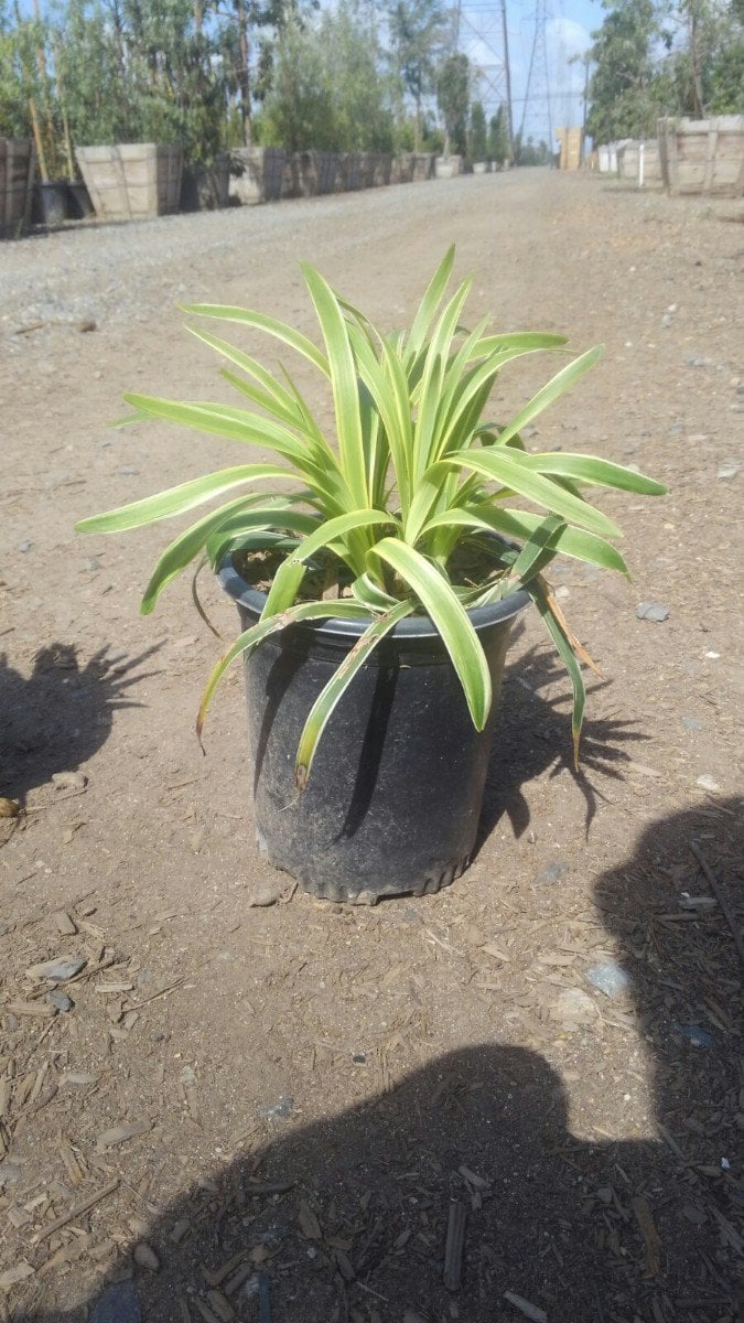 Photo for Liriope muscari 'Silvery Sunproof' (Liriope muscari 'Silvery Sunproof')