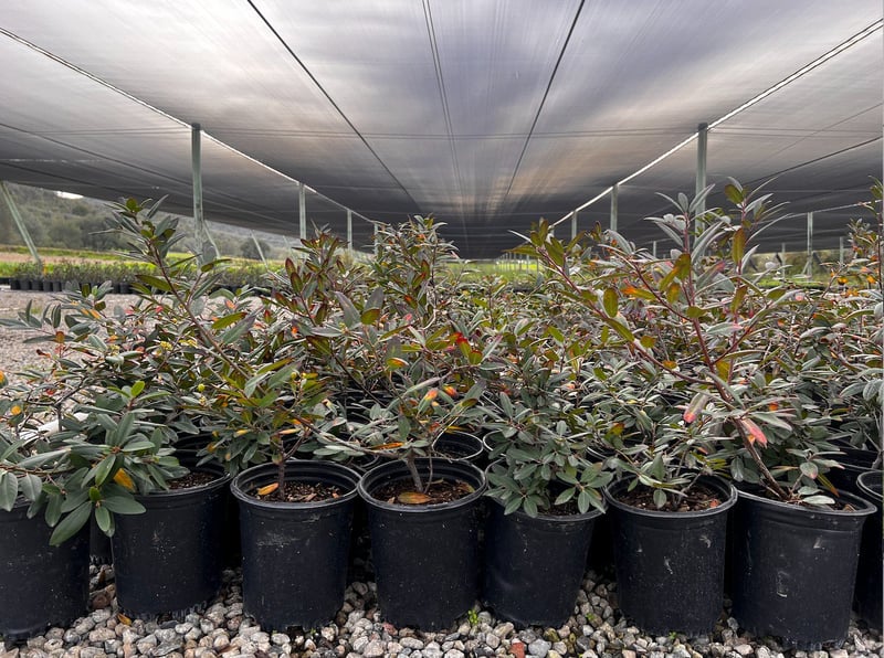 Photo for Fremontodendron 'Pacific Sunset' (Pacific Sunset Flannel Bush)