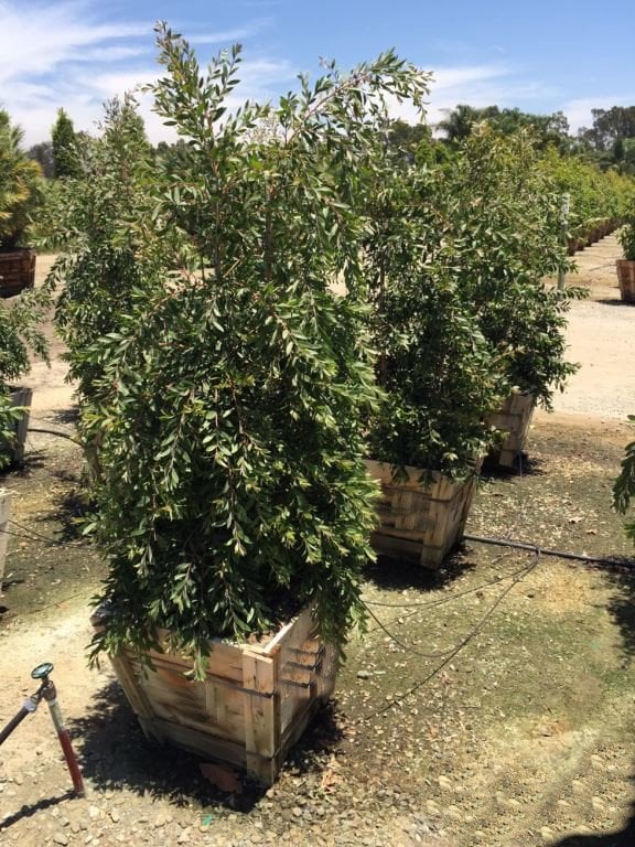 Photo for Melaleuca quinquenervia (Multi) (Cajeput Tree, Paperbark Tree)