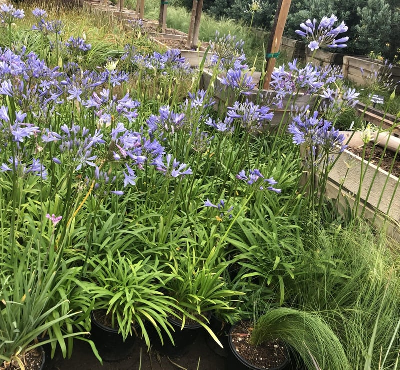 Photo for Agapanthus 'Peter Pan Blue' (Peter Pan Dwarf Lily of the Nile)
