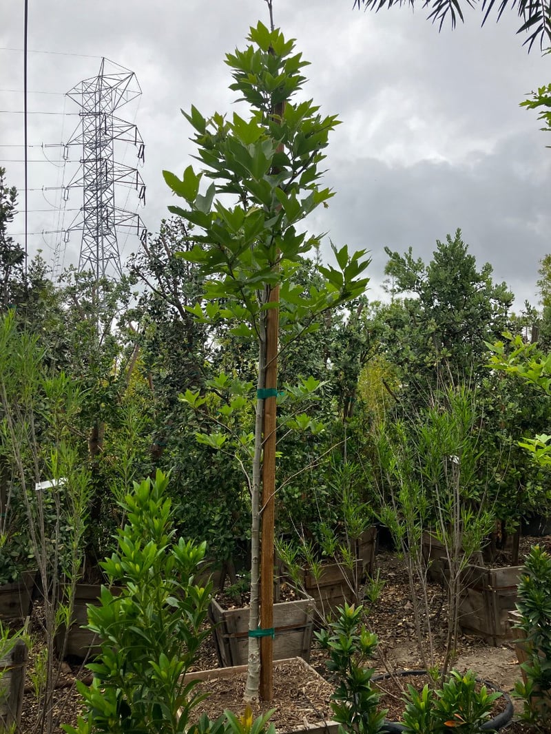 Photo for Platanus racemosa (California Sycamore)