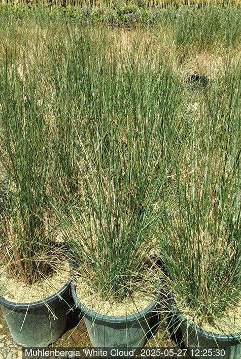 Photo for Muhlenbergia capillaris 'White Cloud' (White Awn Muhly)