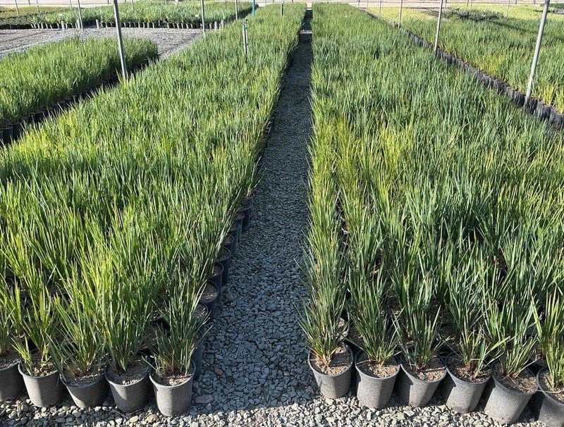 Photo for Dianella revoluta (Revoluta Flax Lily)