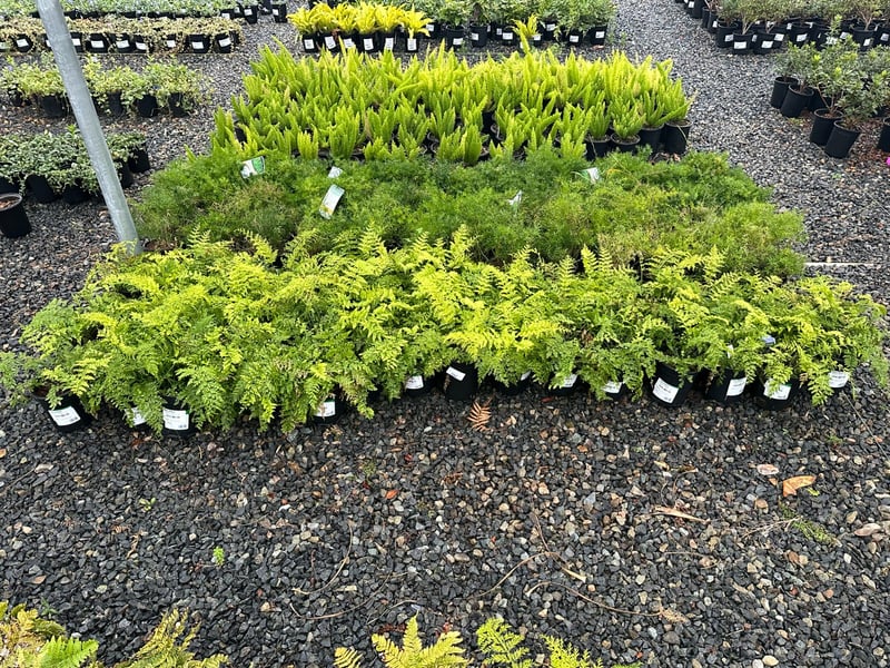 Photo for Asplenium bulbiferum (Mother Fern)