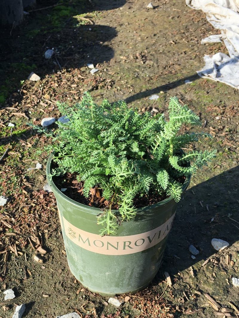 Photo for Achillea millefolium 'Paprika' (Paprika Common Yarrow)