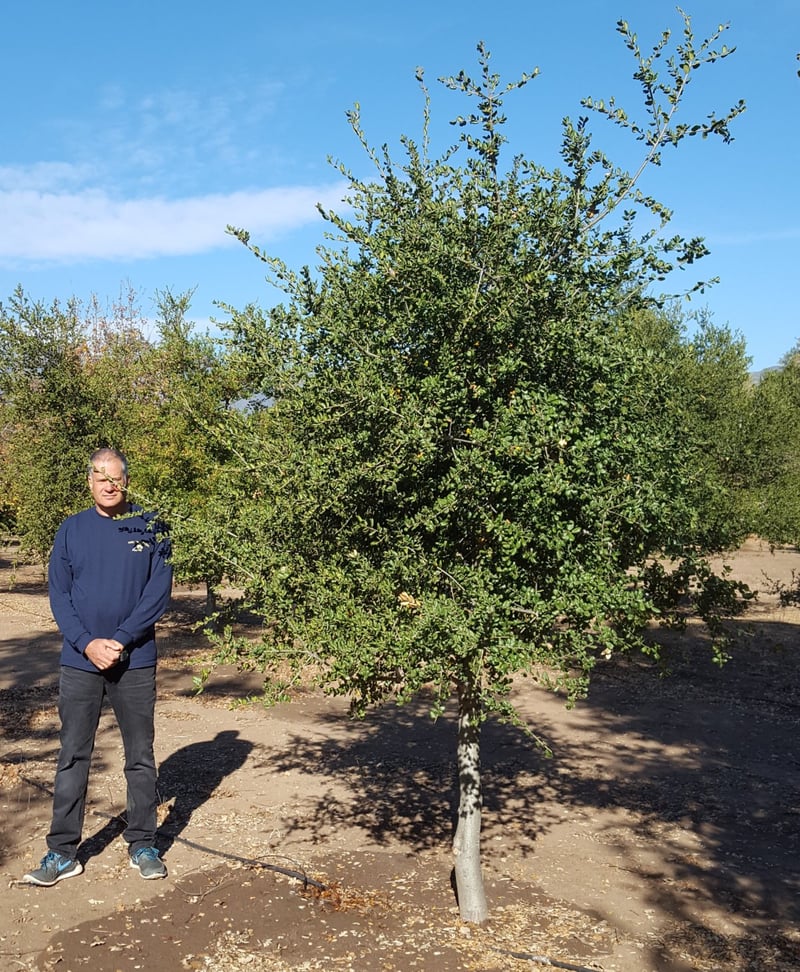 Photo for Quercus agrifolia (Multi) (Coast Live Oak)