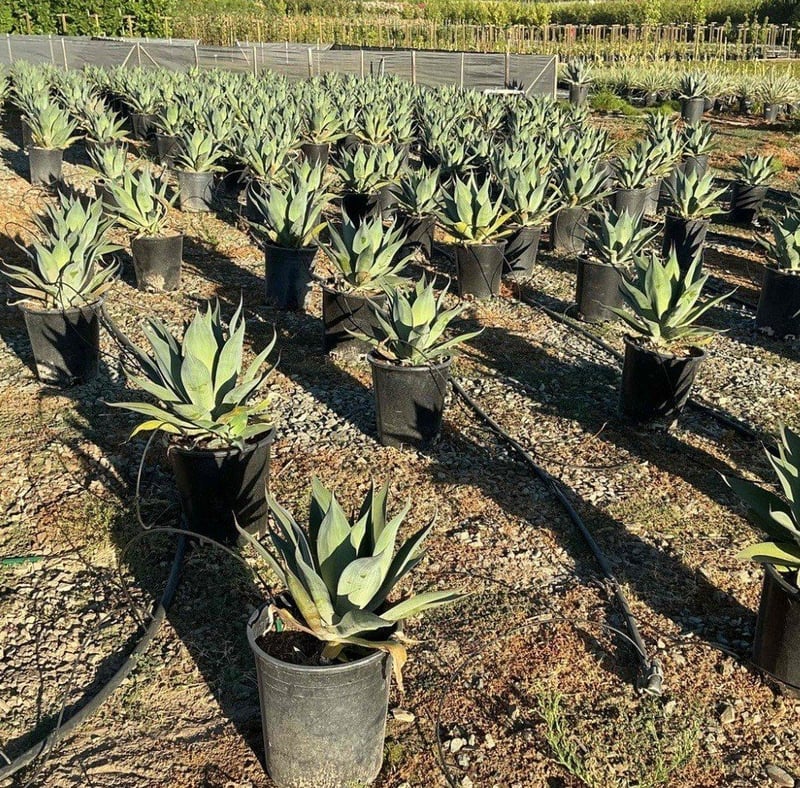 Photo for Agave attenuata 'Blue Flame' (Blue Flame Agave)