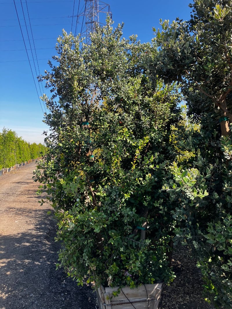Photo for Metrosideros excelsa (Multi) (New Zealand Christmas Tree)
