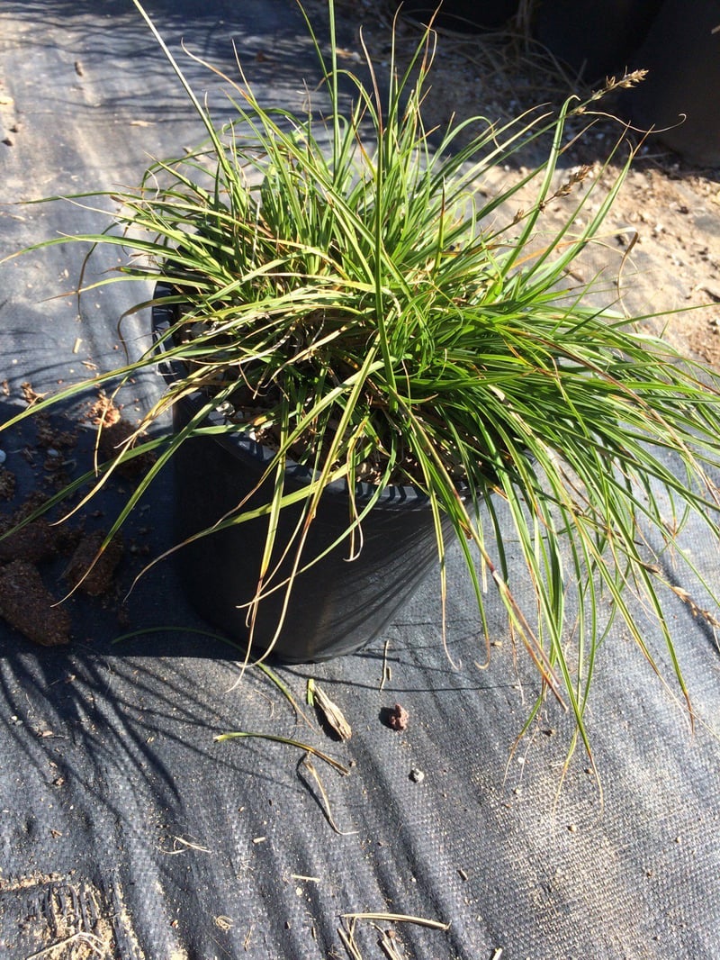 Photo for Carex tumulicola (Foothill Sedge)