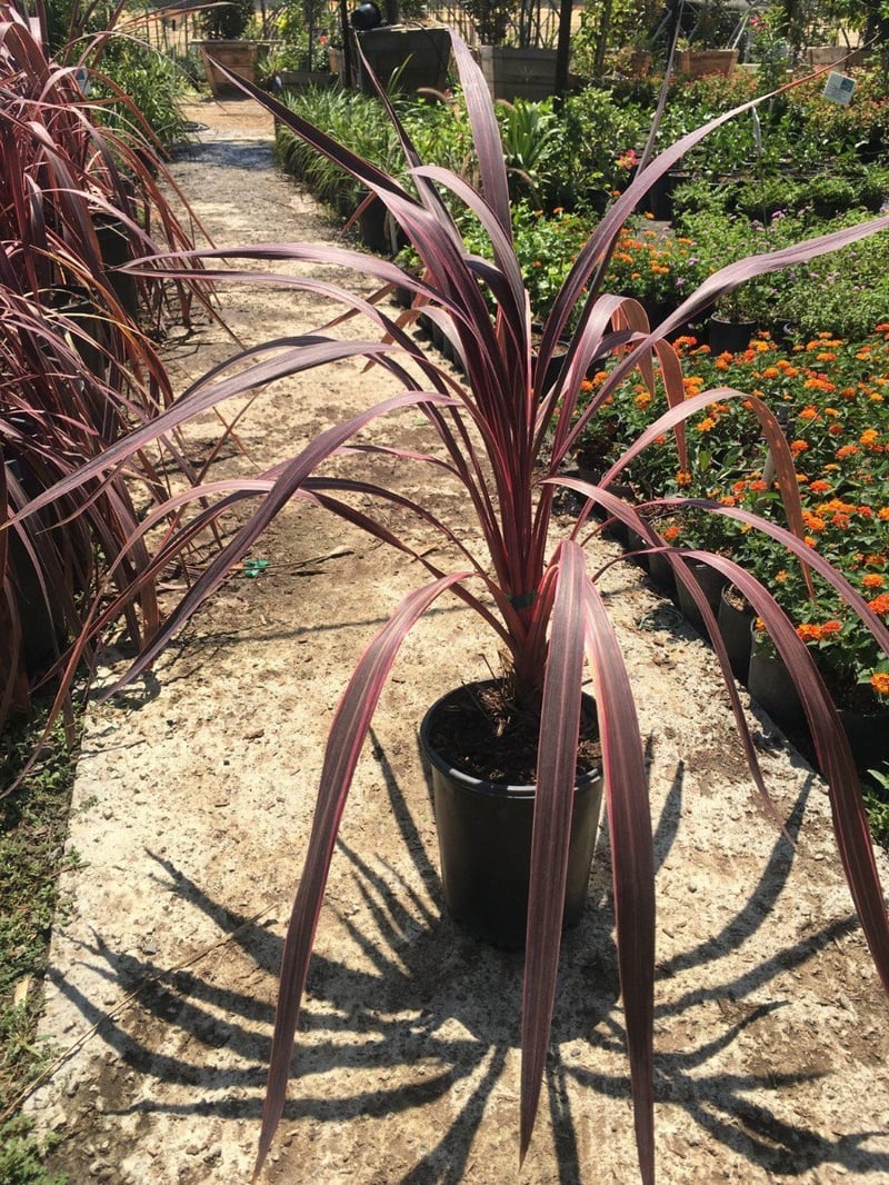 Photo for Cordyline 'Electric Pink' (Pink variegated Dracaena)
