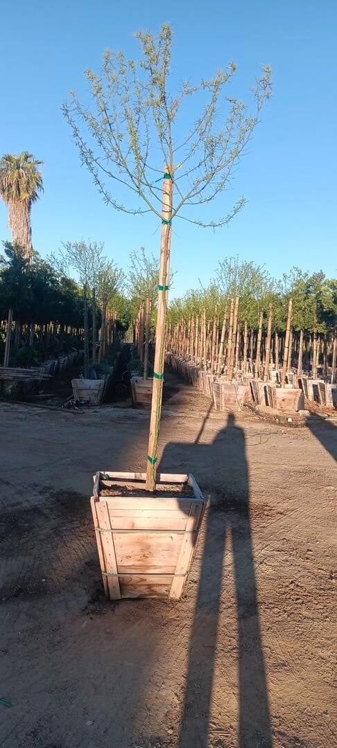 Photo for Parkinsonia 'Desert Museum' (Standard) (Desert Museum Palo Verde)