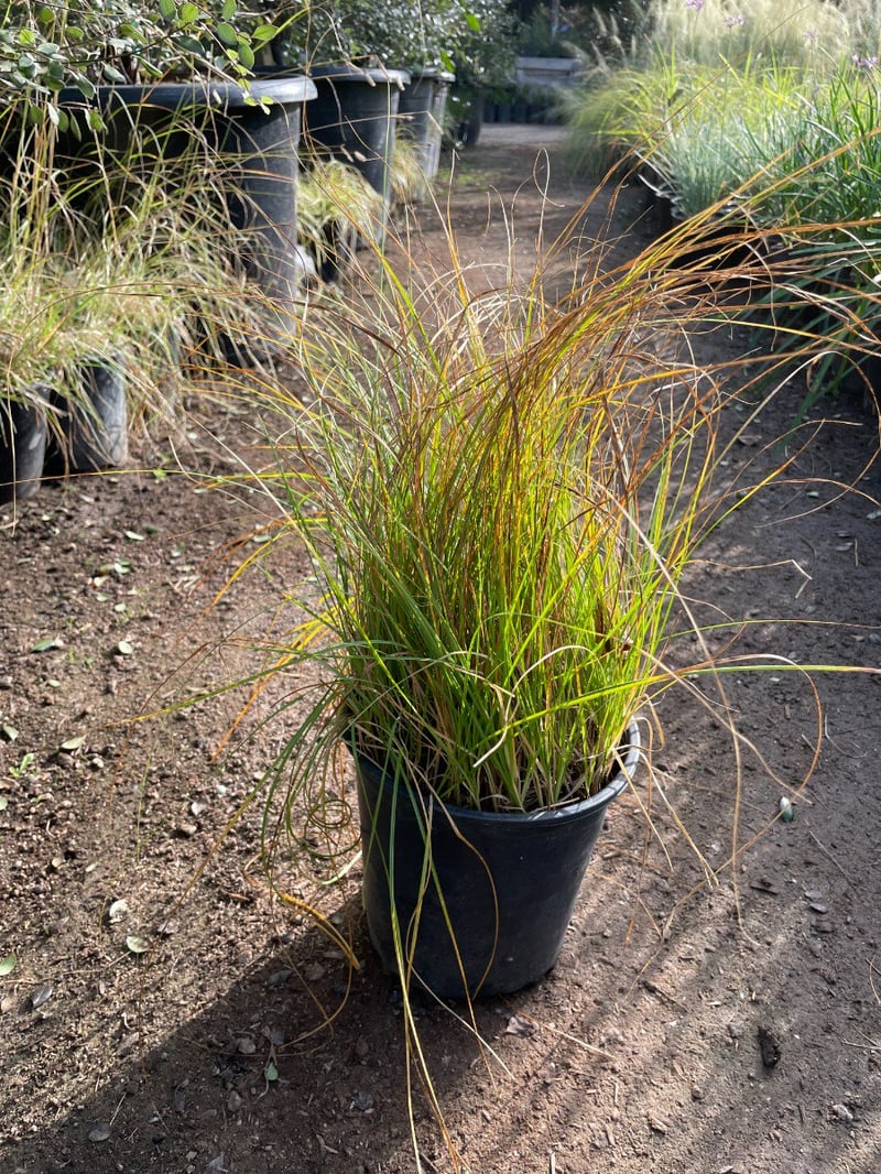 Photo for Carex pansa (California Meadow Sedge)