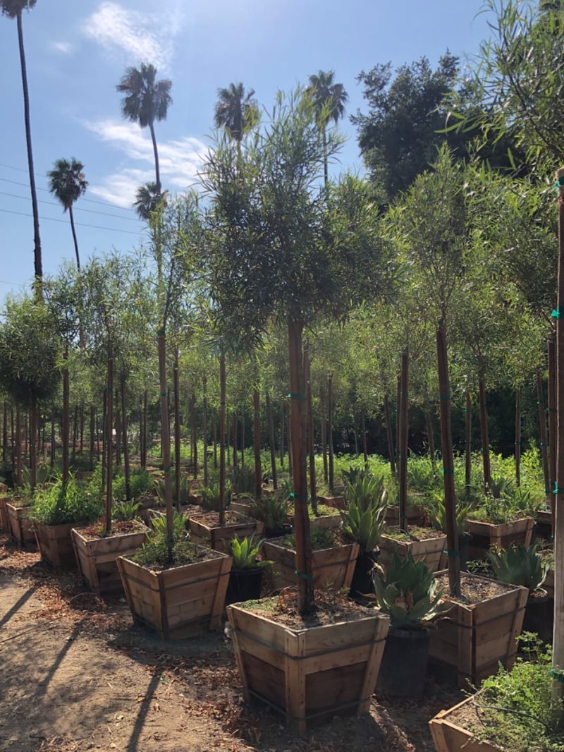 Photo for Rhus lancea (Standard) (African Sumac)