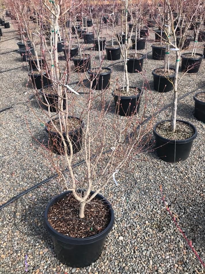 Photo for Acer shirasawanum (Autumn Moon Maple)