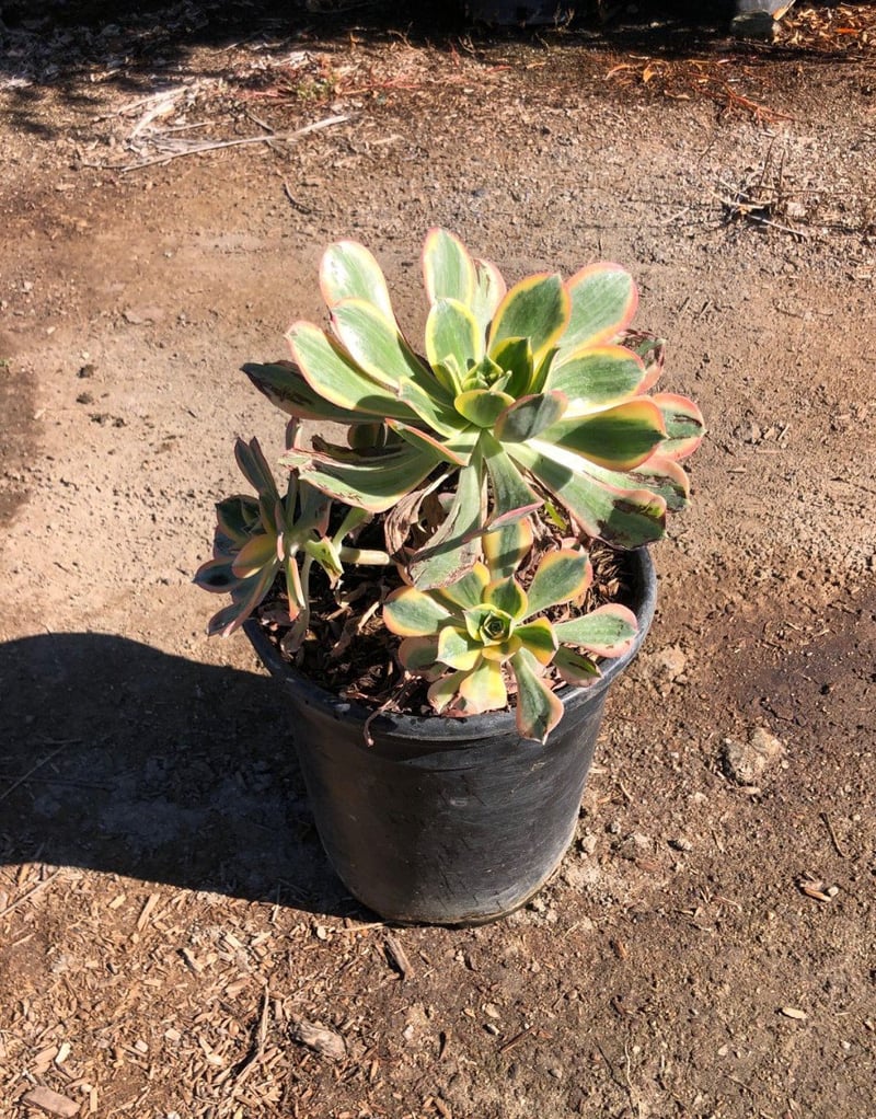 Photo for Aeonium 'Sunburst' (Copper Pinwheel)