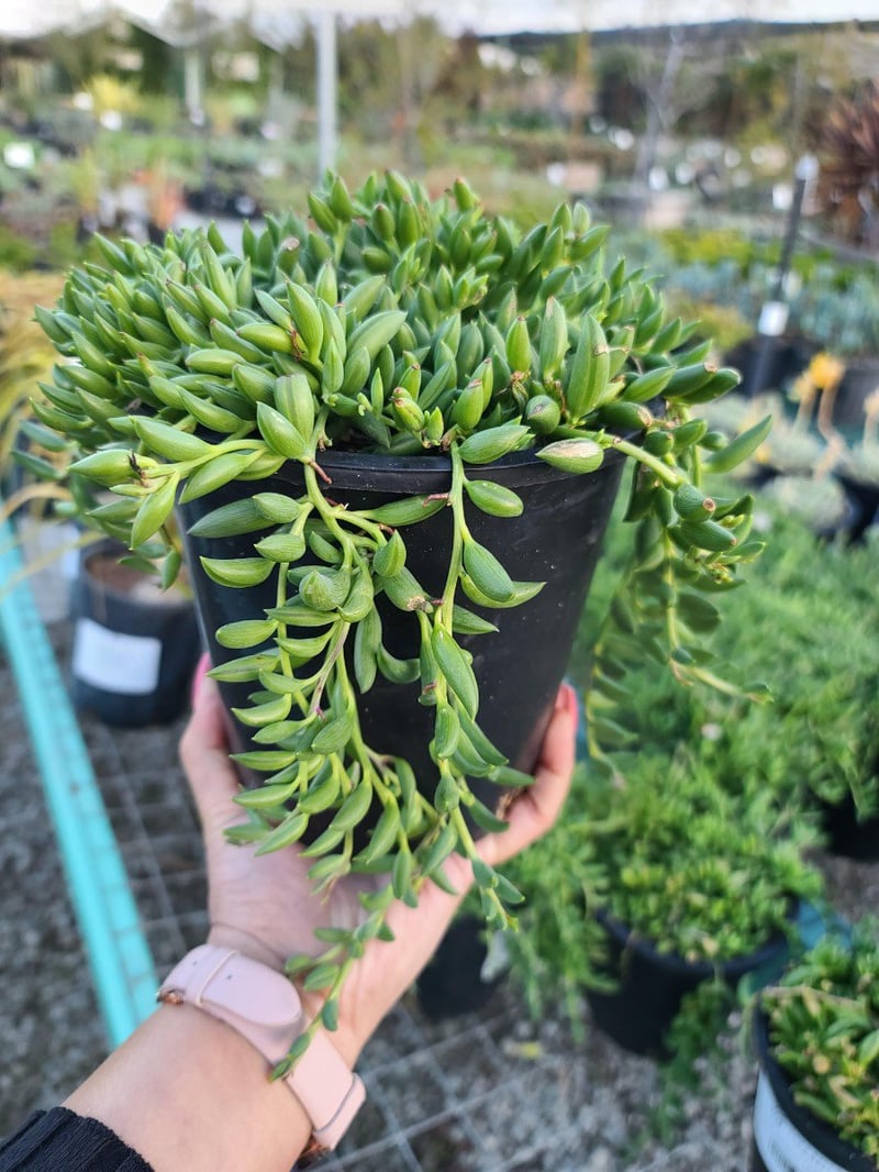 Photo for Senecio radicans (String of Bananas)