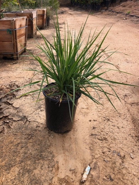 Photo for Leymus condensatus (Wild Rye)