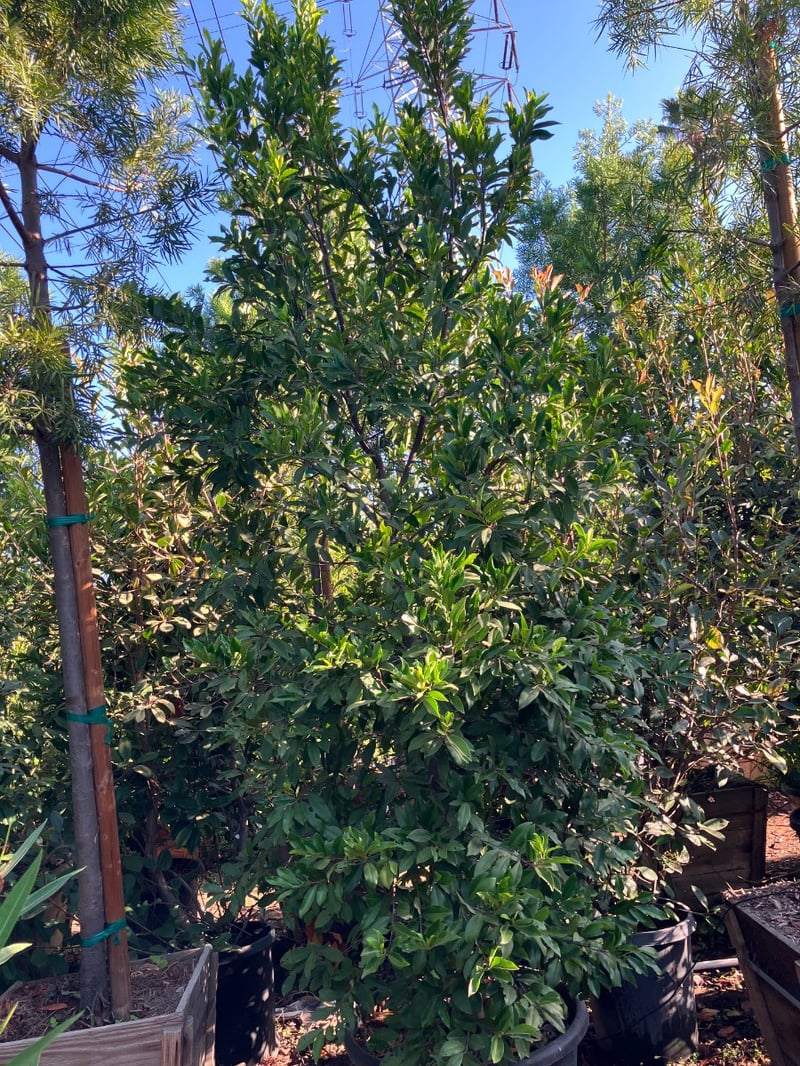 Photo for Prunus caroliniana (Column) (Carolina Cherry Laurel)