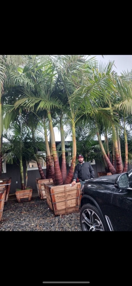 Photo for Archontophoenix alexandrae (Multi) (King Palm)