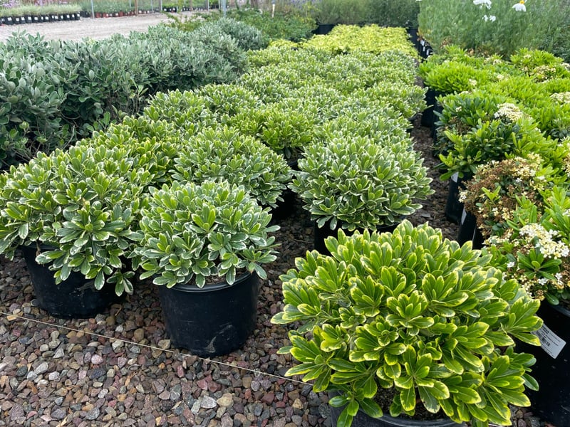Photo for Pittosporum tobira 'Shima' (Cream De Mint Dwarf Mock Orange)