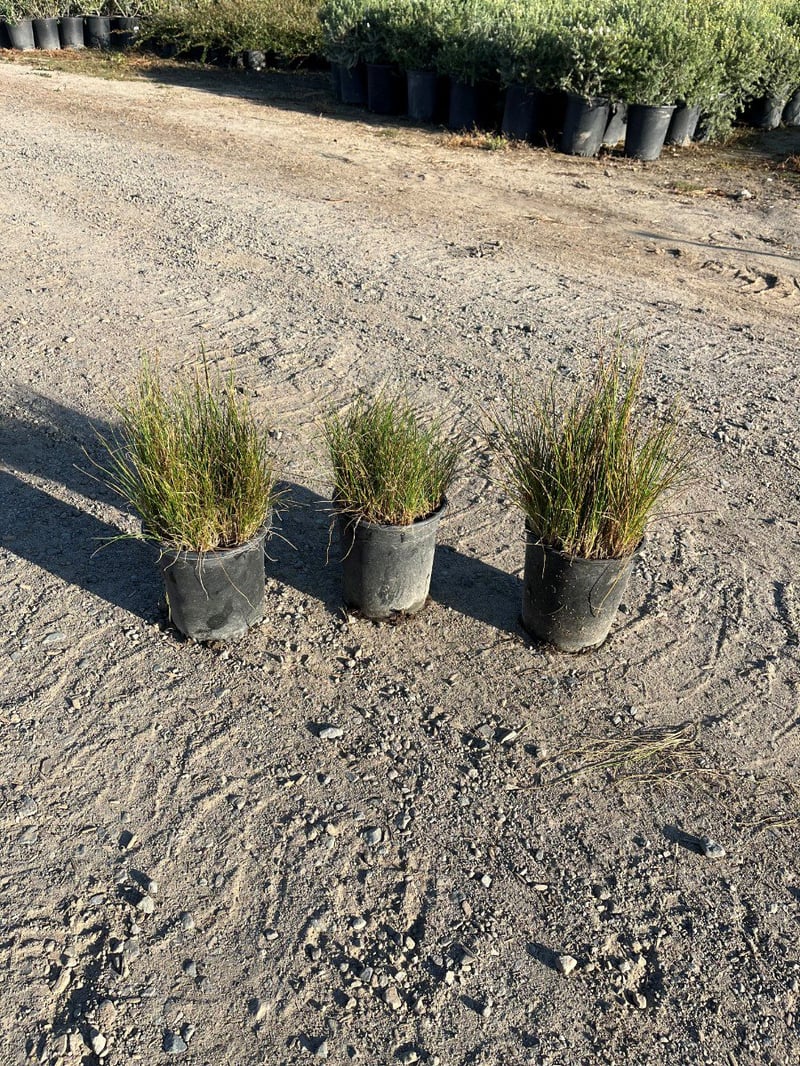 Photo for Festuca rubra (Red Fescue)
