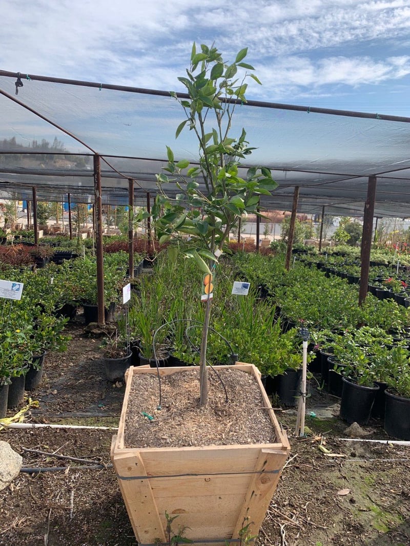 Photo for Citrus sinensis 'Valencia' (Valencia Orange Tree)