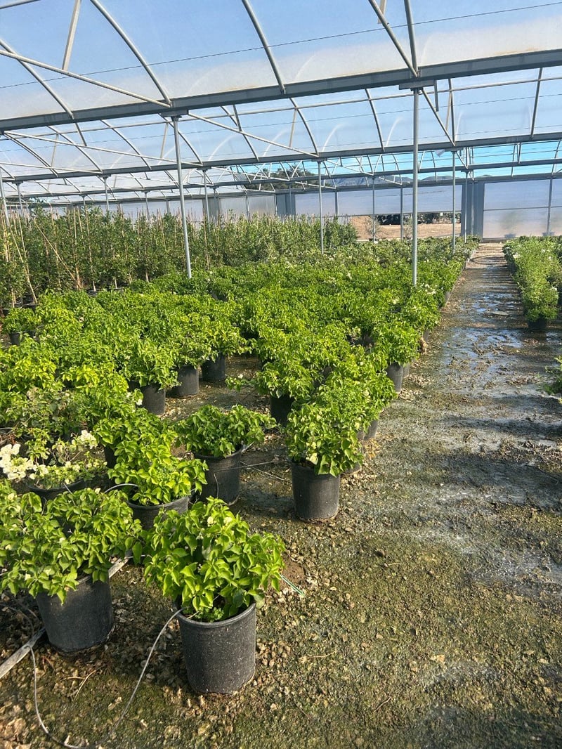 Photo for Bougainvillea 'Jamaica White' (Jamaica White Bougainvillea)