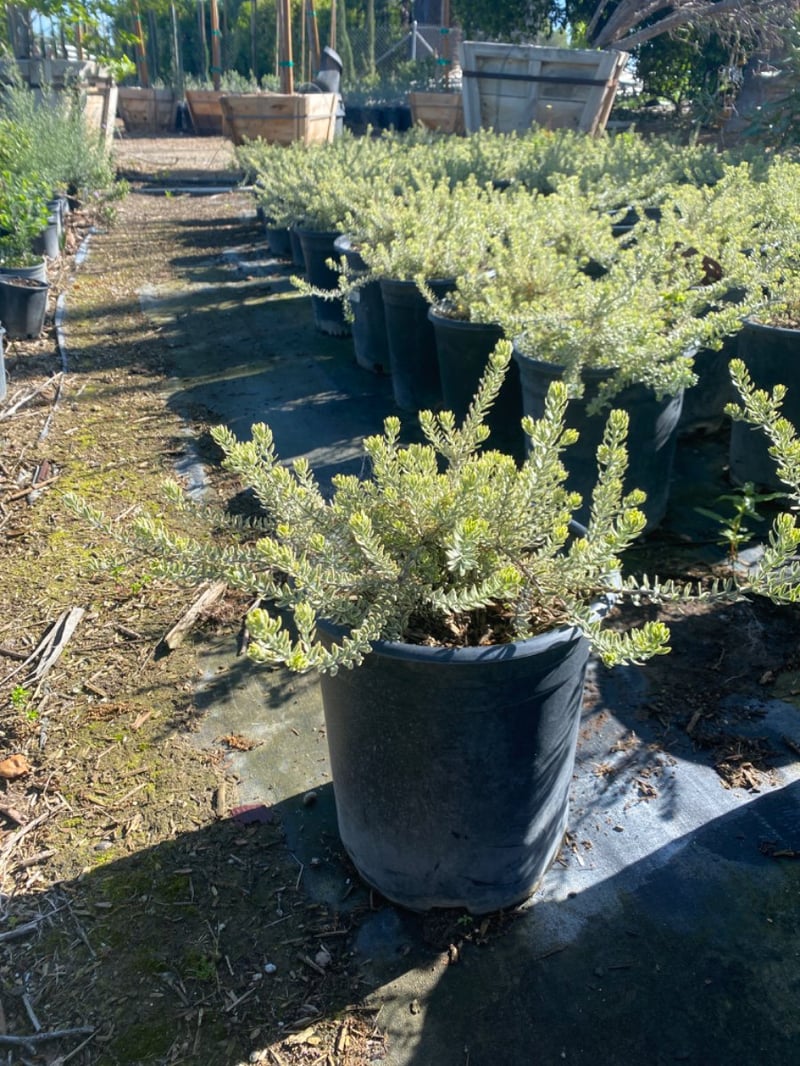 Photo for Westringia fruticosa 'Morning Light' (Morning Light Coast Rosemary)