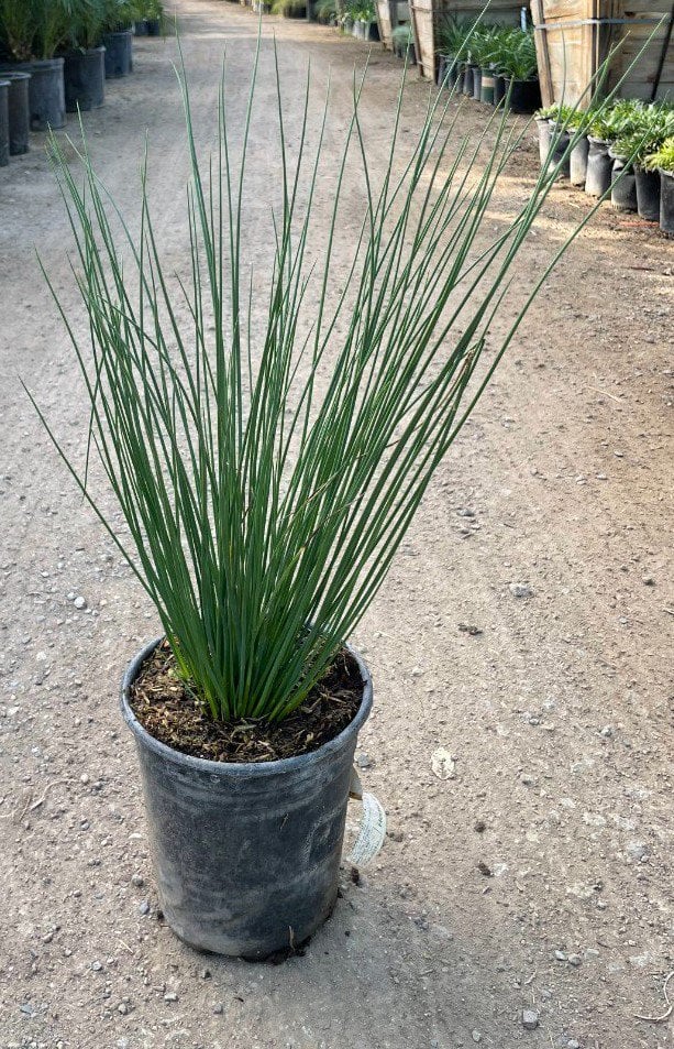 Photo for Juncus patens (California Grey Rush)