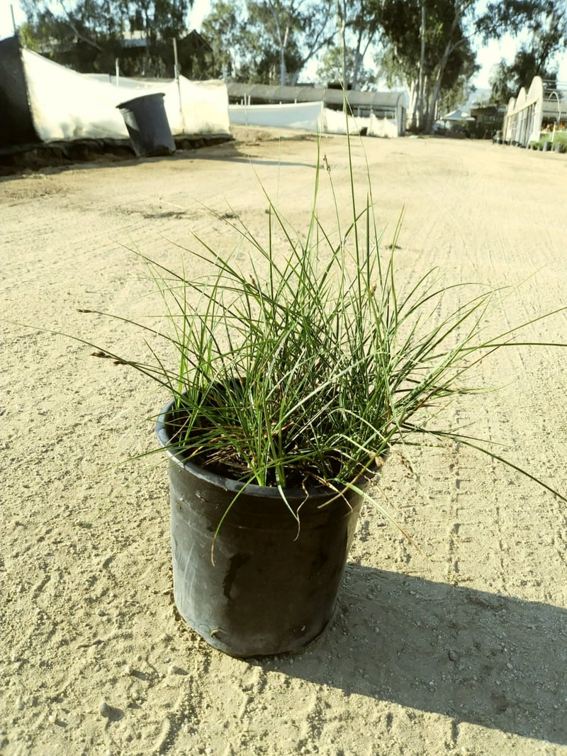 Photo for Carex pansa (California Meadow Sedge)