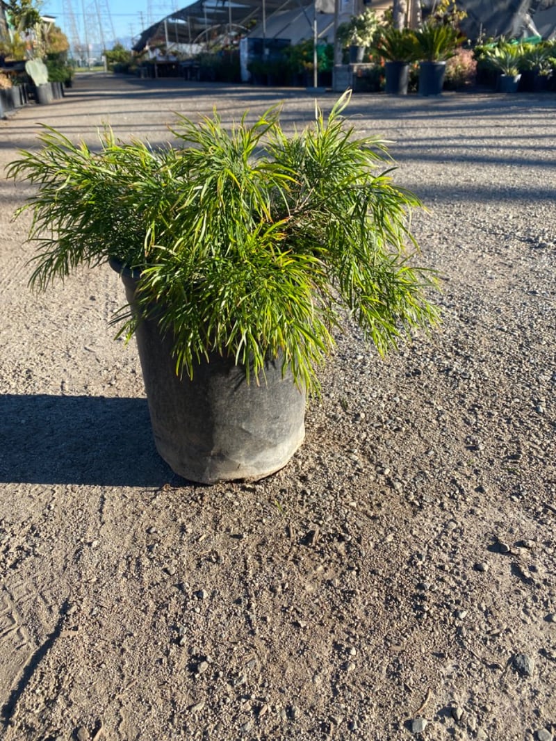 Photo for Acacia cognata 'Cousin Itt' (Little River Wattle)