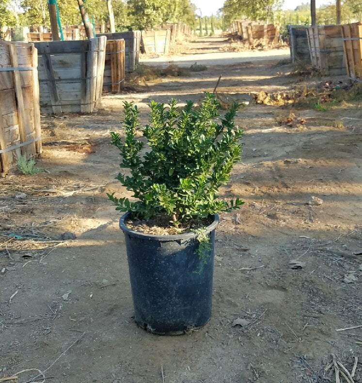 Photo for Euonymus japonicus 'Microphyllus' (Boxleaf Euonymus)