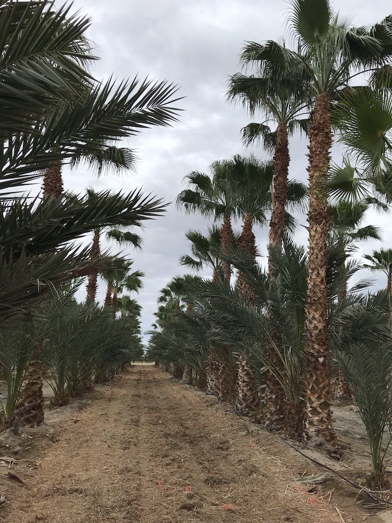 Photo for Washingtonia robusta (Mexican Fan Palm)