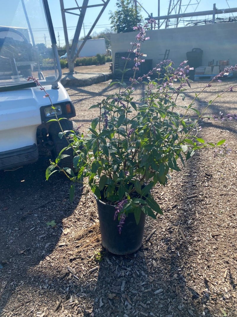 Photo for Salvia 'Waverly' (Waverly Sage)
