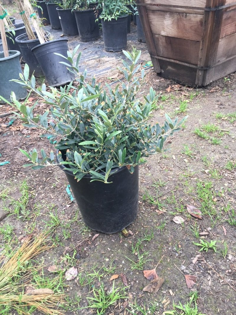 Photo for Olea europaea 'Montra' (Little Ollie Dwarf Olive)