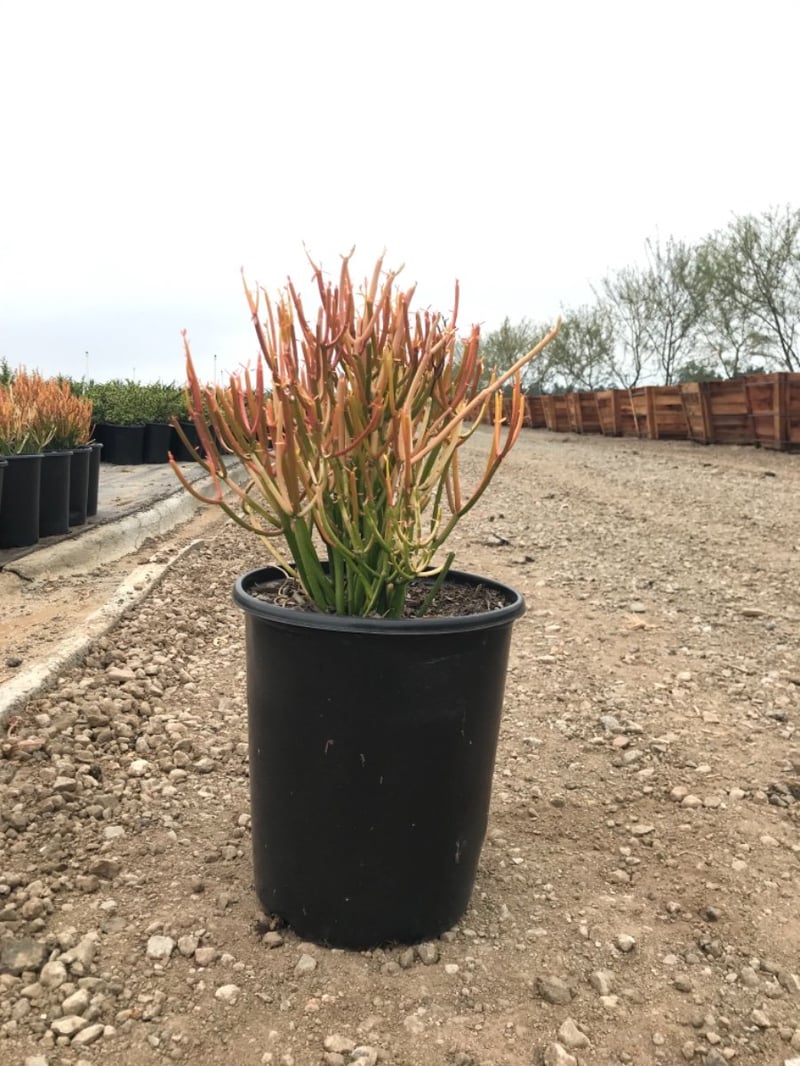 Photo for Euphorbia tirucalli 'Sticks on Fire' (Red Pencil Tree)