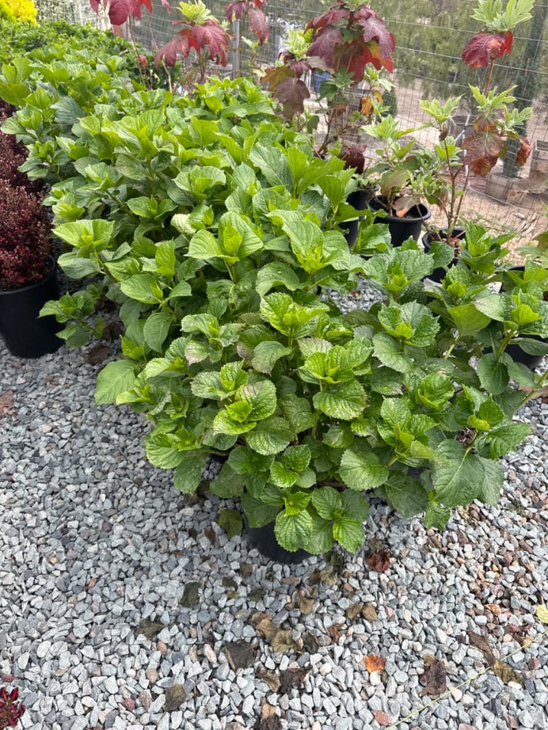 Photo for Hydrangea quercifolia (Oakleaf Hydrangea)