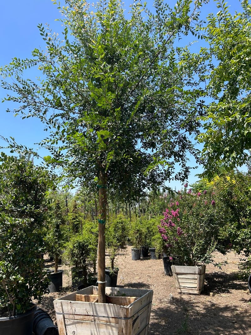 Photo for Ulmus parviflora 'Drake' (Standard) (Drake's Chinese Elm)