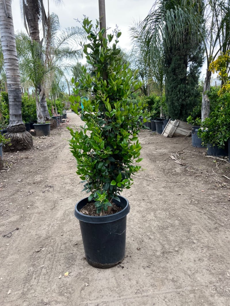 Photo for Ligustrum japonicum 'Texanum' (Staked) (Waxleaf Privet japonicum)