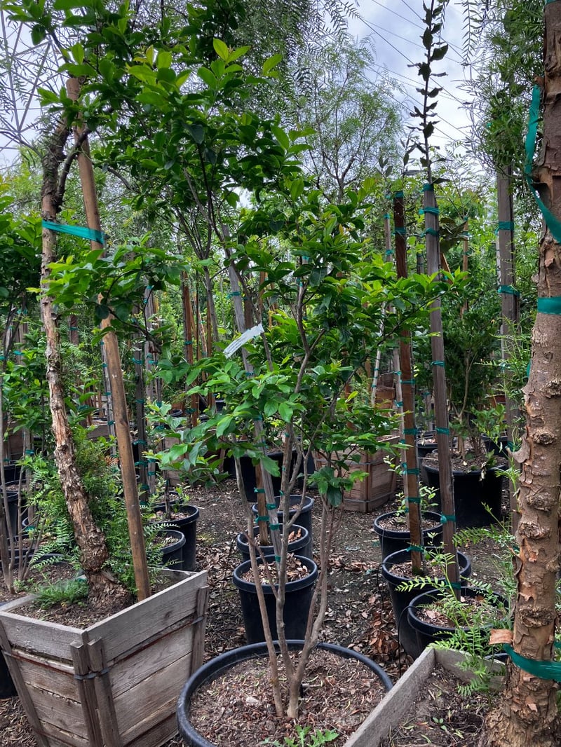 Photo for Lagerstroemia indica 'Muskogee' (Multi) (Muskogee Crape Myrtle)