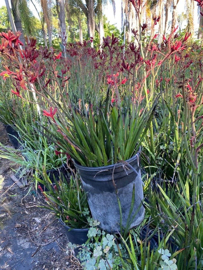 Photo for Anigozanthos flavidus 'Big Red' (Red Kangaroo Paw)