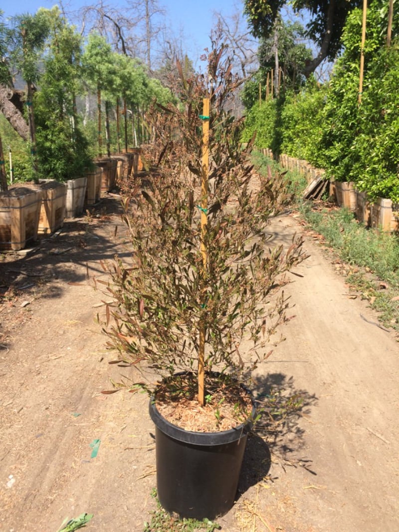 Photo for Dodonea viscosa (Hopseed Bush)