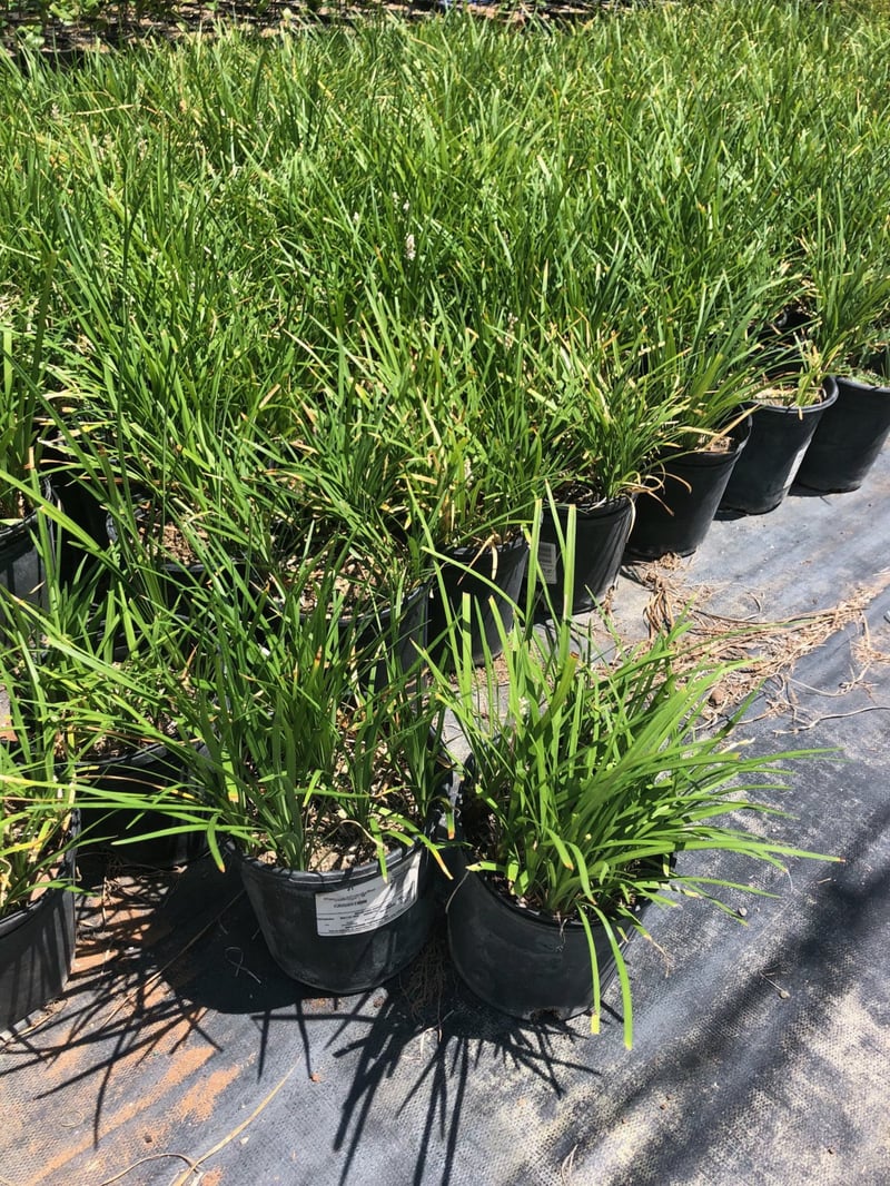 Photo for Liriope muscari (Lily Turf)