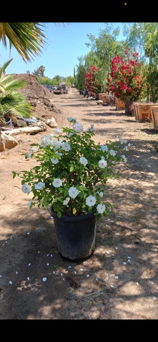 Photo for Rosa 'Iceberg' (White) (Iceberg Shrub Rose)