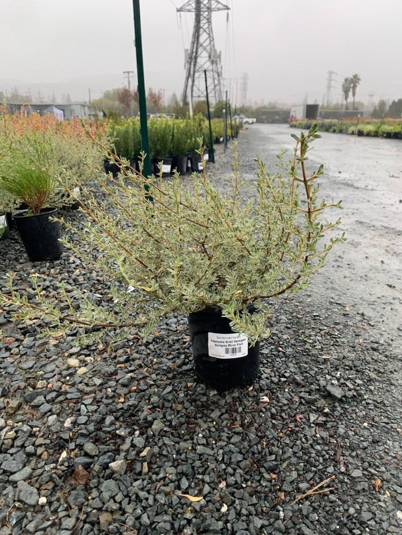 Photo for Coprosma kirkii 'Variegata' (Variegated Coprosma)